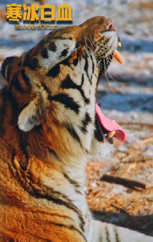 ������Ѫ